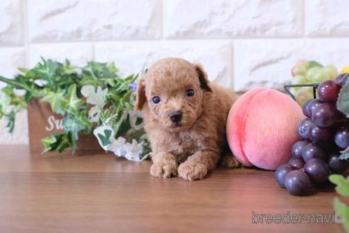 成約済の滋賀県のトイプードル-178091の2枚目