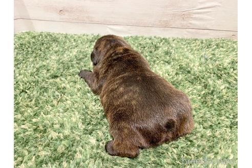 成約済の愛知県のフレンチブルドッグ-180023の3枚目