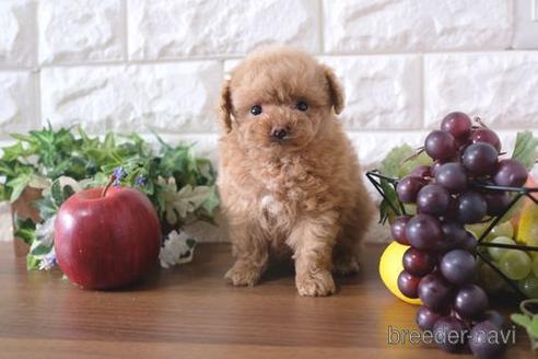 成約済の滋賀県のトイプードル-178092の1枚目