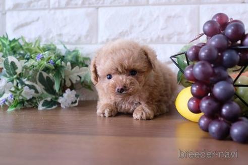 成約済の滋賀県のトイプードル-178092の6枚目