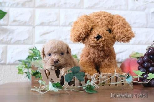 成約済の滋賀県のトイプードル-178092の3枚目