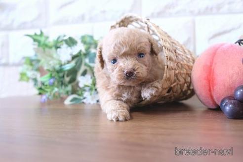 成約済の滋賀県のトイプードル-178092の2枚目