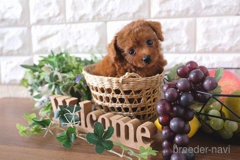 成約済の滋賀県のトイプードル-178093の1枚目