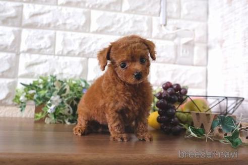 成約済の滋賀県のトイプードル-178093の7枚目