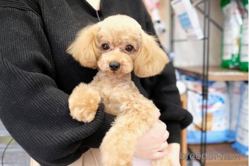 成約済の滋賀県のトイプードル-178093の5枚目