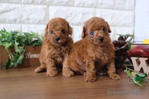 成約済の滋賀県のトイプードル-178093の4枚目