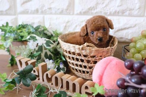 成約済の滋賀県のトイプードル-178093の3枚目