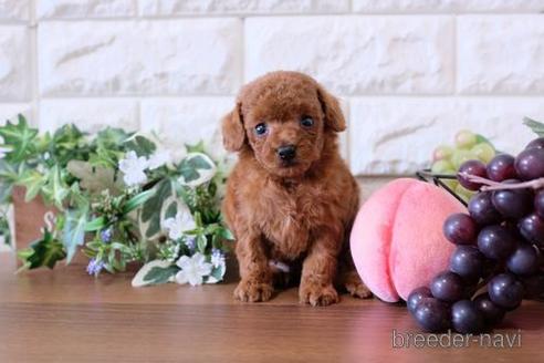 成約済の滋賀県のトイプードル-178093の2枚目