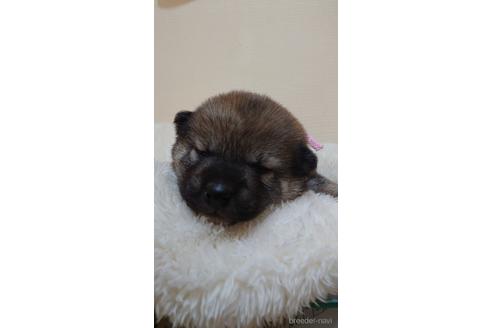 成約済の埼玉県の柴犬-180030の1枚目