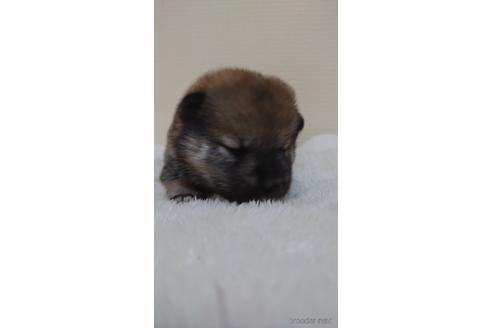 成約済の埼玉県の柴犬-180030の4枚目