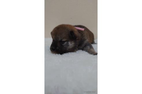 成約済の埼玉県の柴犬-180030の3枚目