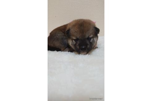 成約済の埼玉県の柴犬-180030の2枚目