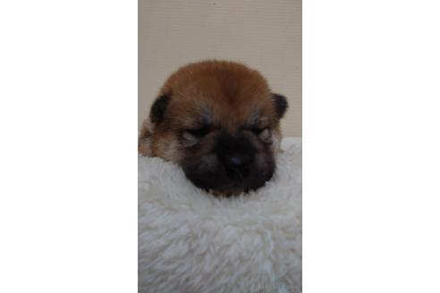 成約済の埼玉県の柴犬-180031の1枚目