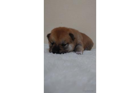 成約済の埼玉県の柴犬-180031の4枚目