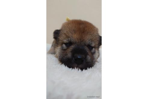 成約済の埼玉県の柴犬-180032の1枚目