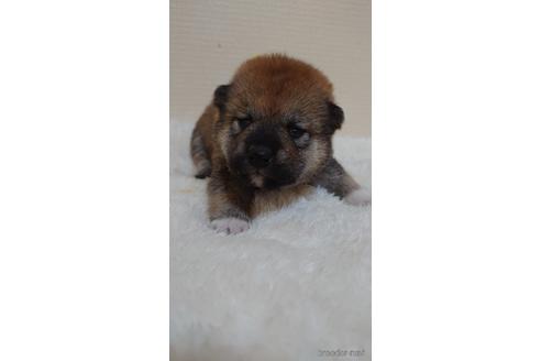 成約済の埼玉県の柴犬-180032の4枚目