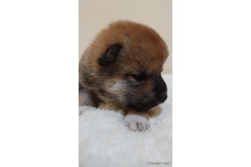 成約済の埼玉県の柴犬-180032の3枚目