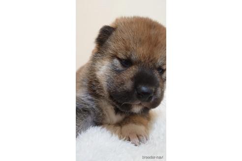 成約済の埼玉県の柴犬-180032の2枚目