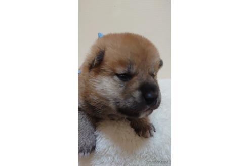 成約済の埼玉県の柴犬-180035の4枚目