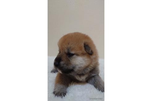 成約済の埼玉県の柴犬-180035の3枚目