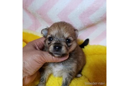 成約済の茨城県のポメラニアン-180062の1枚目