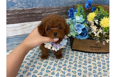 成約済の大阪府のタイニープードル-178618の1枚目