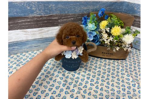 成約済の大阪府のタイニープードル-178618の4枚目