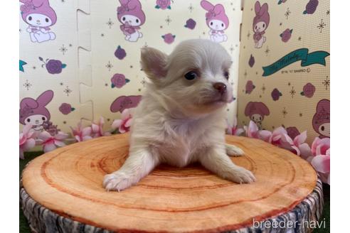 成約済の栃木県のポメチワ:ポメラニアン×チワワ-180079の1枚目