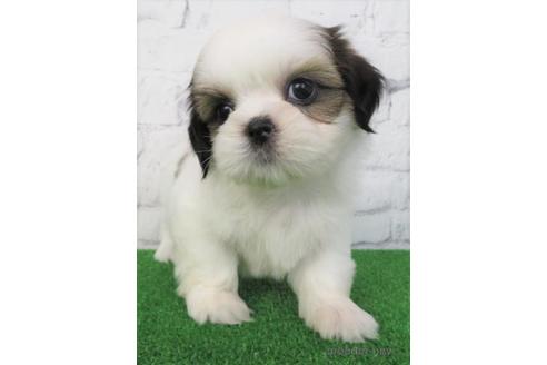 成約済の大阪府のシーズー-180094の1枚目