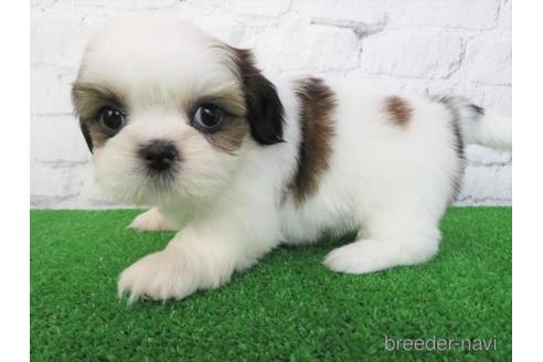 成約済の大阪府のシーズー-180094の4枚目