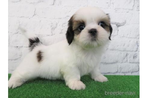 成約済の大阪府のシーズー-180094の6枚目