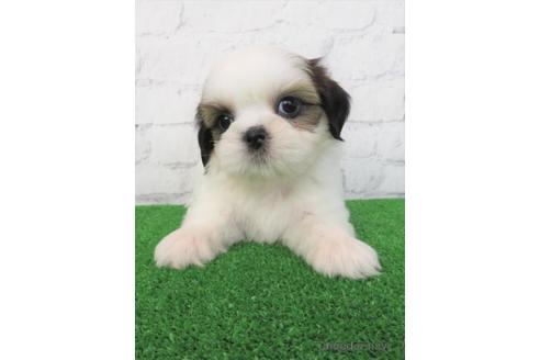 成約済の大阪府のシーズー-180094の5枚目