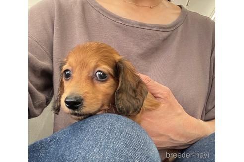 成約済の千葉県のカニンヘンダックスフンド(ロングヘアード)-180105の7枚目