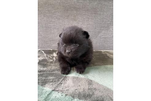 成約済の三重県のポメラニアン-180107の2枚目