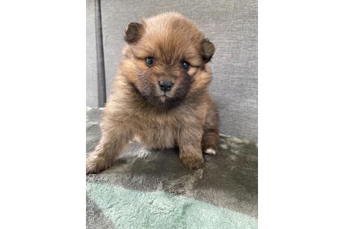 成約済の三重県のポメラニアン-180111の1枚目