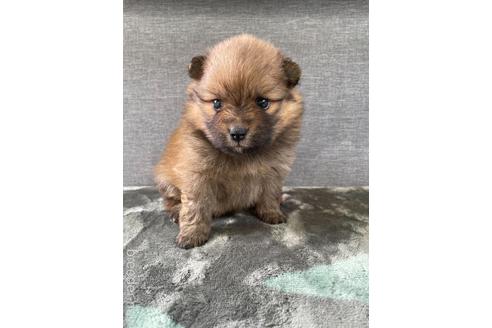 成約済の三重県のポメラニアン-180111の2枚目