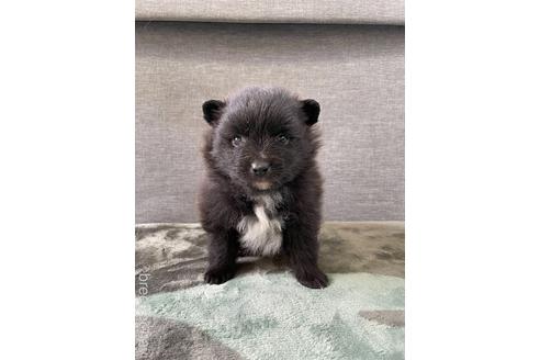 成約済の三重県のポメラニアン-180113の2枚目