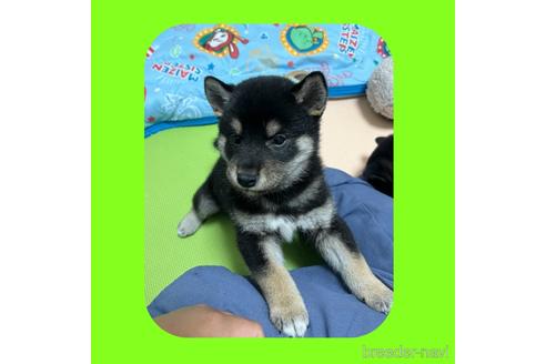 成約済の京都府の柴犬-180144