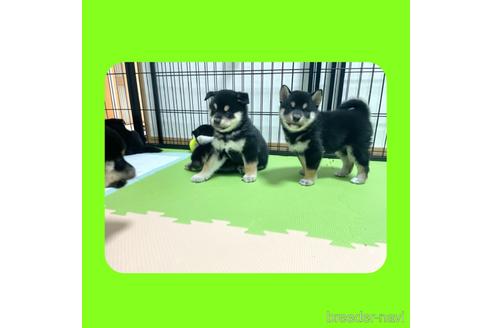 成約済の京都府の柴犬-180144の4枚目