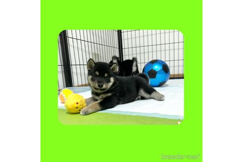成約済の京都府の柴犬-180144の5枚目
