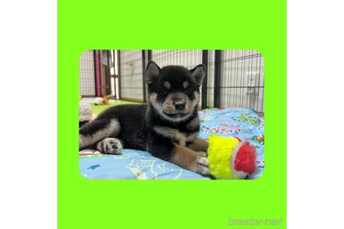 成約済の京都府の柴犬-180144の3枚目