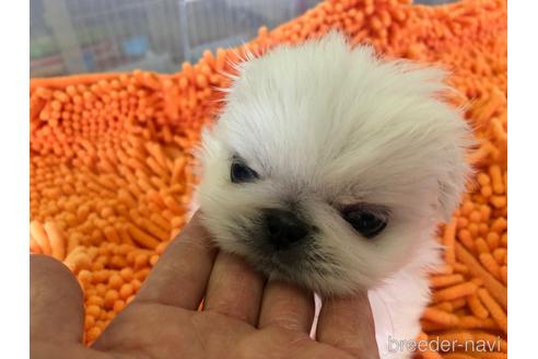 成約済の愛知県のペキニーズ-176354の6枚目