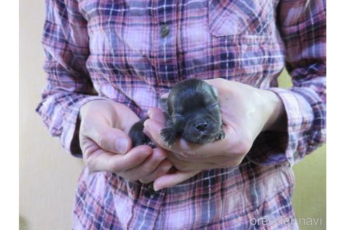 成約済の愛知県のチワワ(ロングコート)-180155の52枚目