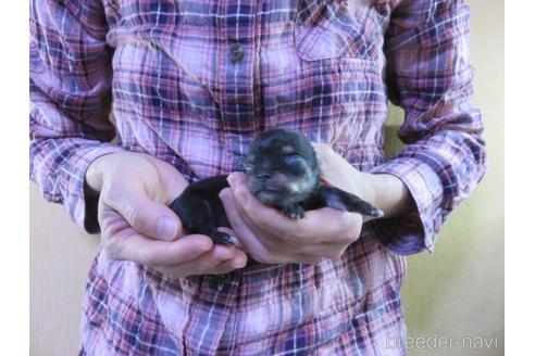 成約済の愛知県のチワワ(ロングコート)-180158の6枚目