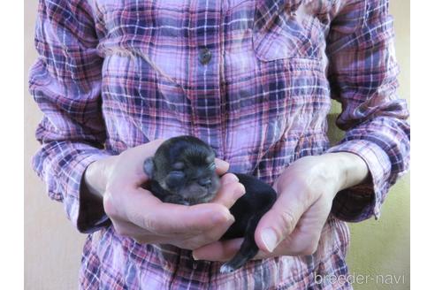 成約済の愛知県のチワワ(ロングコート)-180158の5枚目