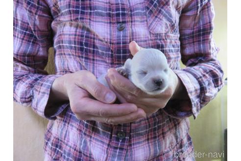 成約済の愛知県のチワワ(ロングコート)-180164の15枚目