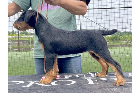 成約済の東京都のその他の犬種-175021の1枚目