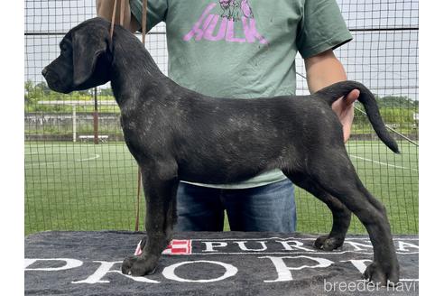 成約済の東京都のその他の犬種-175032の1枚目