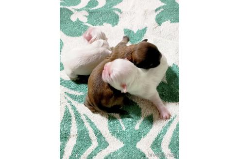 成約済の埼玉県のペキニーズ-180179の1枚目