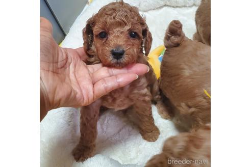 成約済の愛知県のタイニープードル-178950の5枚目